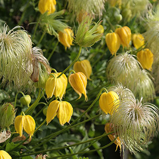 Clematis, Yellow-flowered